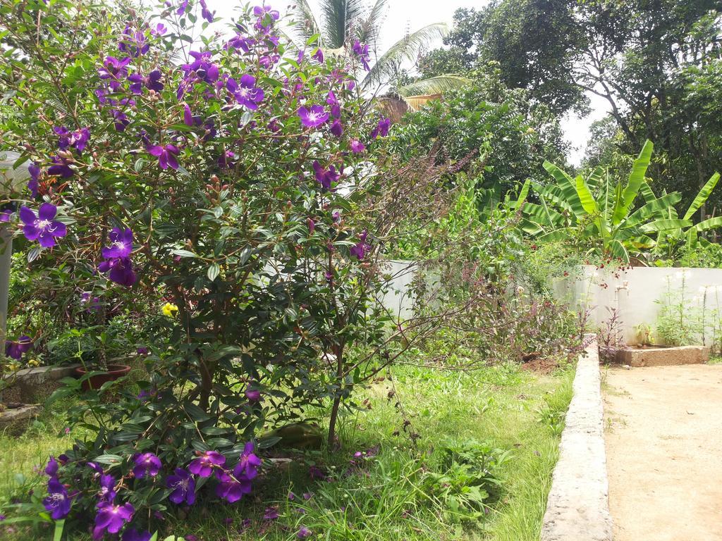 Athens Cottage Munnar Ngoại thất bức ảnh