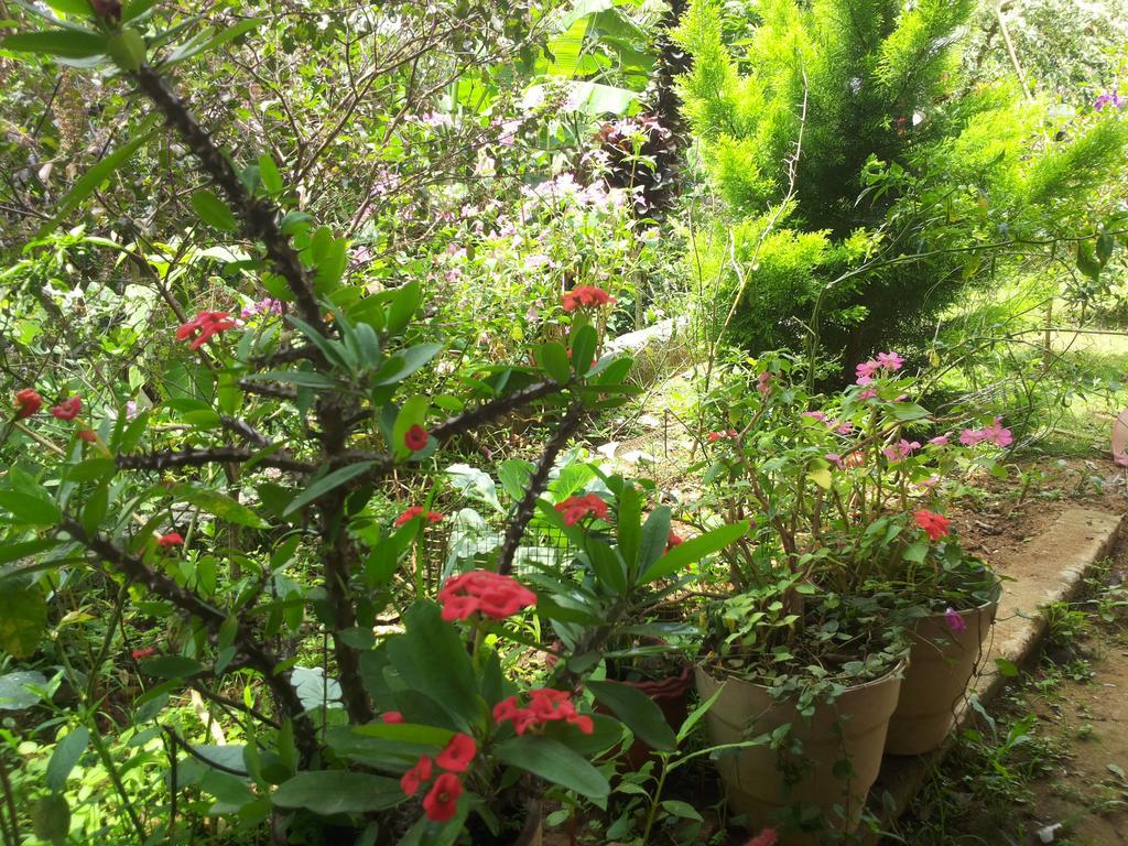 Athens Cottage Munnar Ngoại thất bức ảnh
