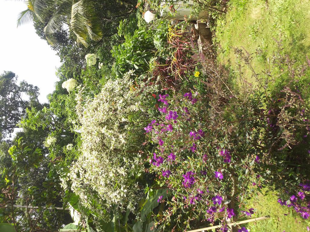 Athens Cottage Munnar Ngoại thất bức ảnh